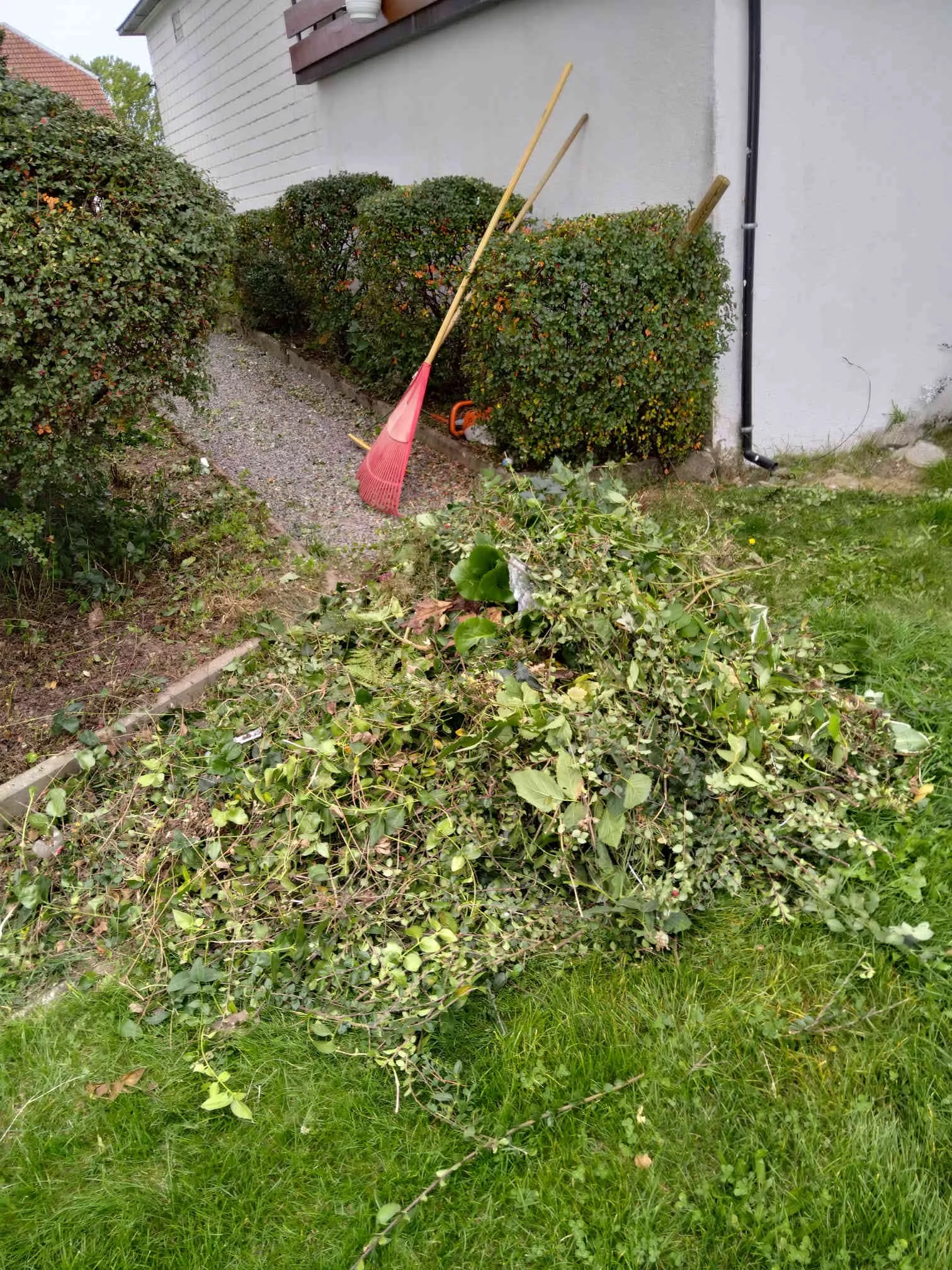 Buchs baumzünsler, Bekämpfung, Pflege Hecke, Gartenpflege, Simon Jehle, Objektservice