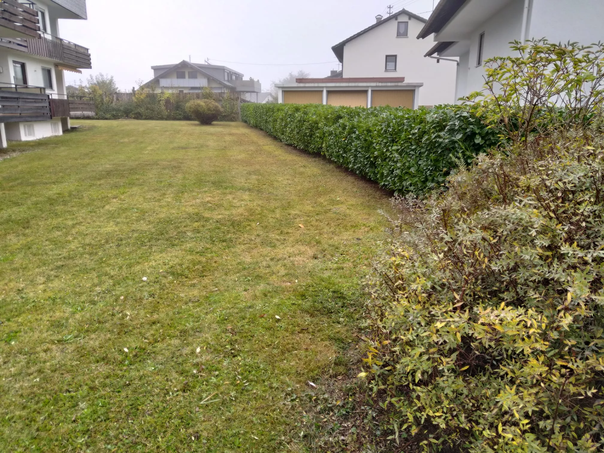 Buchs baumzünsler, Bekämpfung, Pflege Hecke, Gartenpflege, Simon Jehle, Objektservice