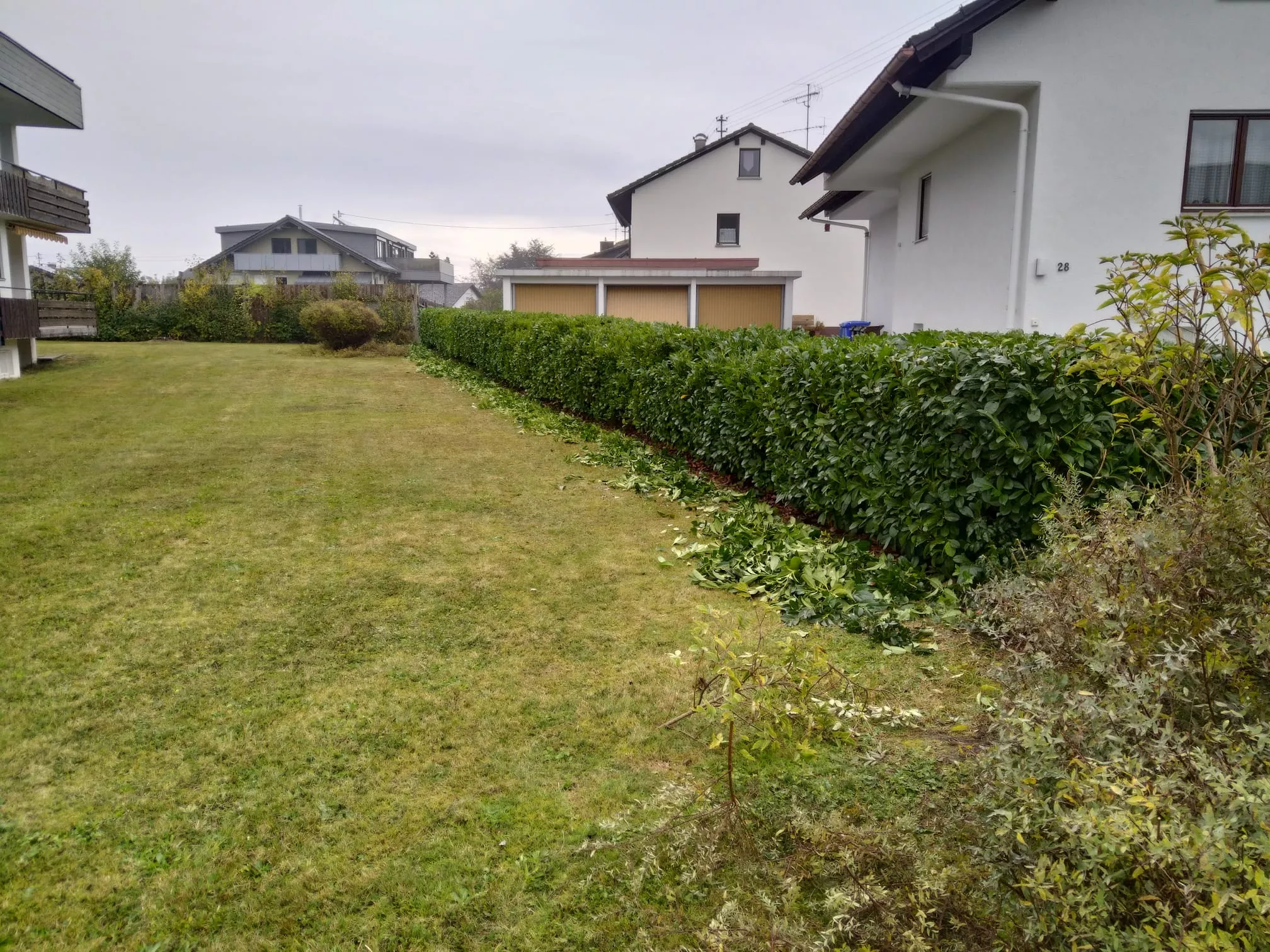 Buchs baumzünsler, Bekämpfung, Pflege Hecke, Gartenpflege, Simon Jehle, Objektservice