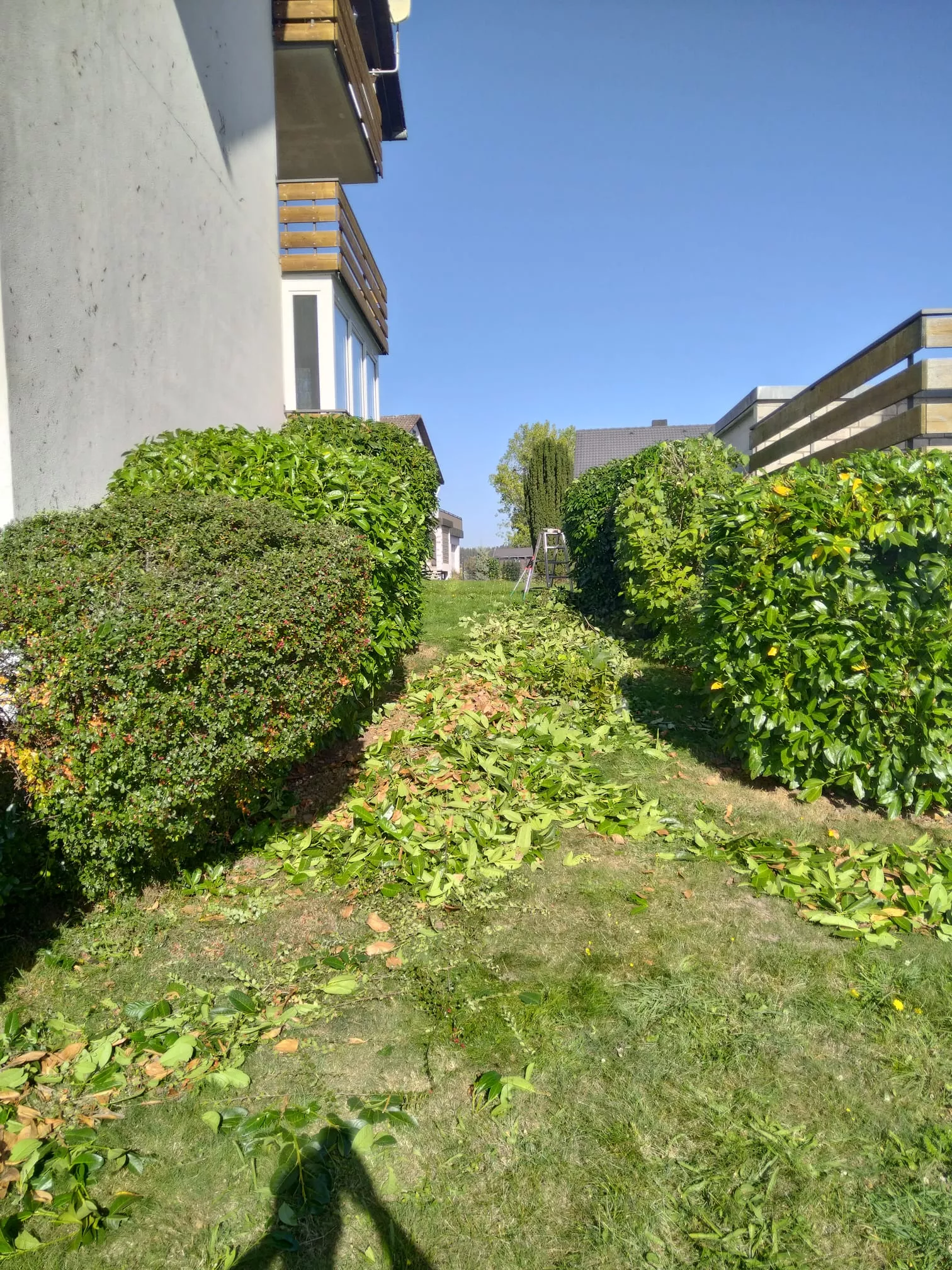 Buchs baumzünsler, Bekämpfung, Pflege Hecke, Gartenpflege, Simon Jehle, Objektservice