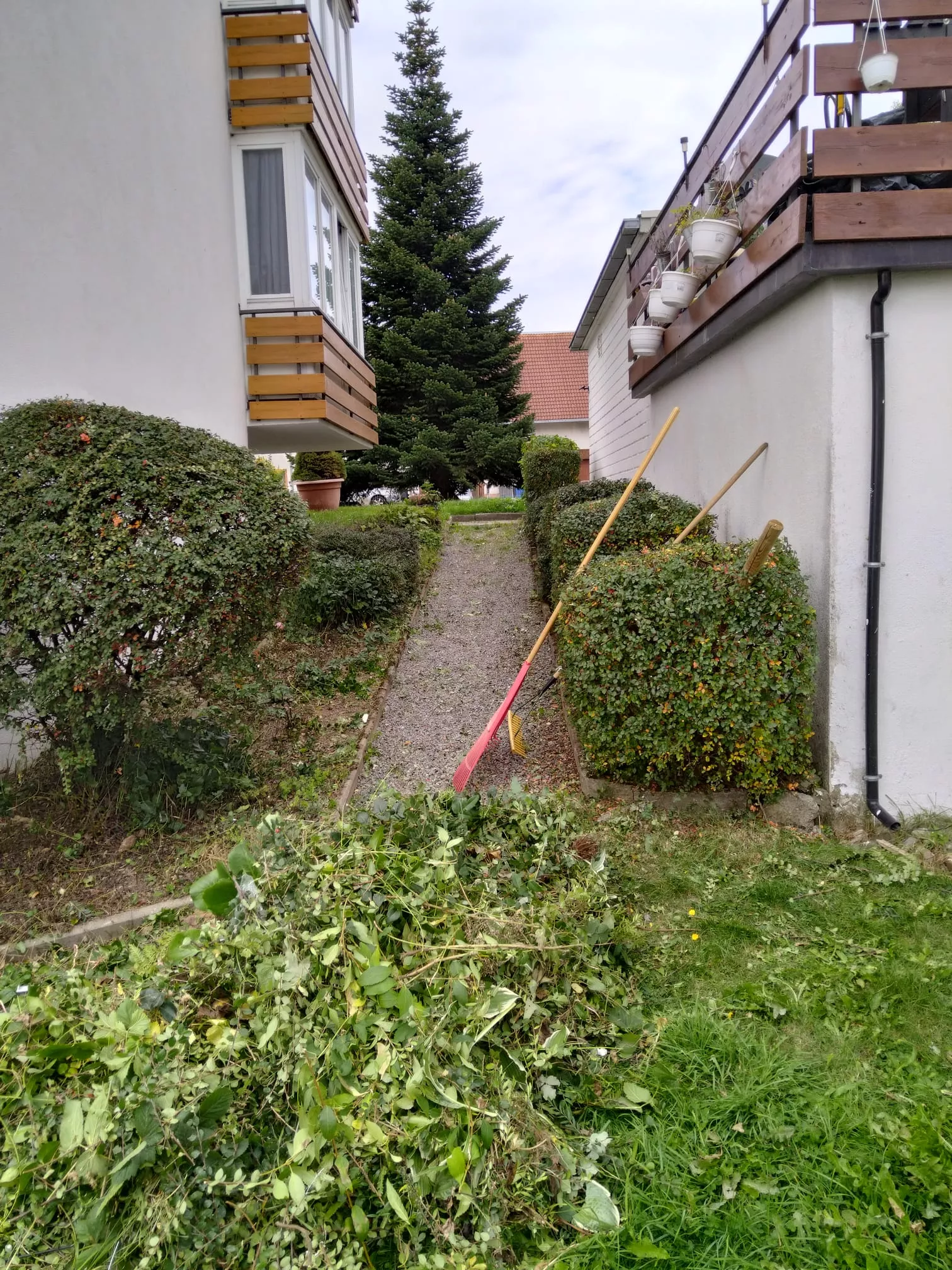 Buchs baumzünsler, Bekämpfung, Pflege Hecke, Gartenpflege, Simon Jehle, Objektservice