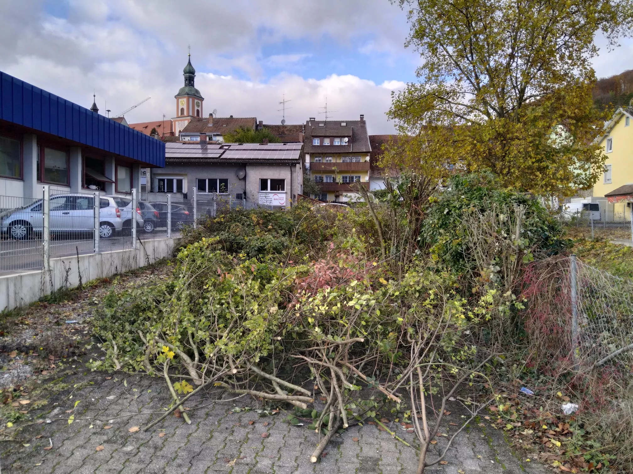 Baumfällung, Sonderlösungen, Efeubefreiung