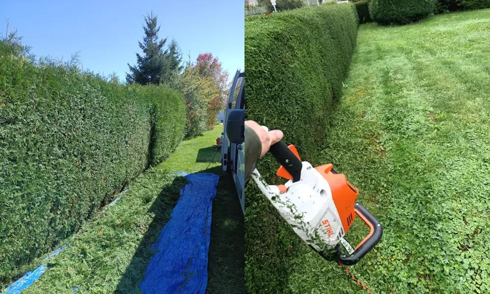 Heckenschnitt, Rasen- und Strauchschnitt, Jehle Simon, Objektservice